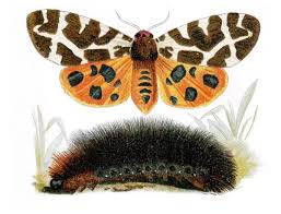 Attēlu rezultāti vaicājumam “Arctia caja imago”