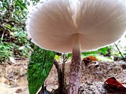 Attēlu rezultāti vaicājumam “Sphagnum wulfianum”