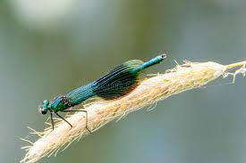Attēlu rezultāti vaicājumam “Calopteryx splendens”