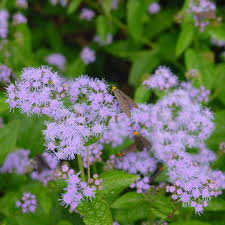 Attēlu rezultāti vaicājumam “Enteridium corticatum”