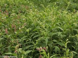 Attēlu rezultāti vaicājumam “Persicaria lapathifolia fruit”