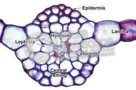 Attēlu rezultāti vaicājumam “Mnium”