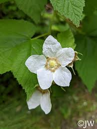 Attēlu rezultāti vaicājumam “Rubus parviflorus”