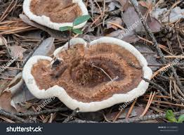 Attēlu rezultāti vaicājumam “Phellodon tomentosus”