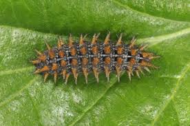 Attēlu rezultāti vaicājumam “Argynnis adippe”