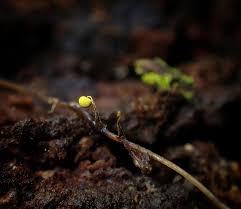 Attēlu rezultāti vaicājumam “Physarum viride var. incanum stalked”