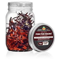 Attēlu rezultāti vaicājumam “Pogonatum dentatum macro”