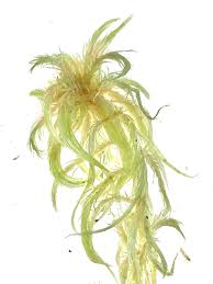 Attēlu rezultāti vaicājumam “Sphagnum fallax”