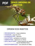 Attēlu rezultāti vaicājumam “Tettigoniodea exuvia”