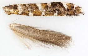 Attēlu rezultāti vaicājumam “Gracillaria syringella larva”