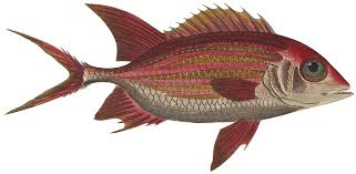 Image result for Holocentrus adscensionis