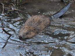 Image result for Castor fiber