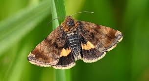 Attēlu rezultāti vaicājumam “Panemeria tenebrata”