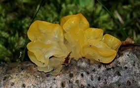 Attēlu rezultāti vaicājumam “Tremella mesenterica”