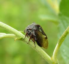 Attēlu rezultāti vaicājumam “Centrotus cornutus”