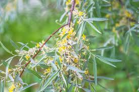 Attēlu rezultāti vaicājumam “Elaeagnus commutata”