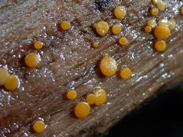 Attēlu rezultāti vaicājumam “Miladina lecithina”