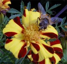 Attēlu rezultāti vaicājumam “Syrphidae”