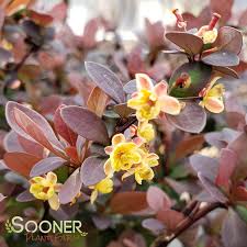Attēlu rezultāti vaicājumam “Berberis thunbergii flower”