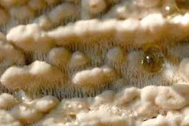 Attēlu rezultāti vaicājumam “Antrodia xantha”