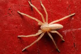 Attēlu rezultāti vaicājumam “Micrommata virescens”