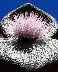 Attēlu rezultāti vaicājumam “Scopolia carniolica flower”