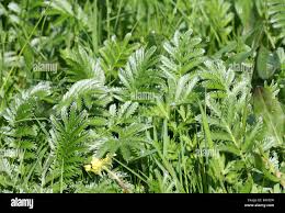 Attēlu rezultāti vaicājumam “Argentina anserina leaf”