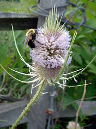 Attēlu rezultāti vaicājumam “Dipsacus fullonum fruit”