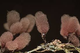 Attēlu rezultāti vaicājumam “Heterotrichia oerstedii (syn. Arcyria oerstedii) macro”