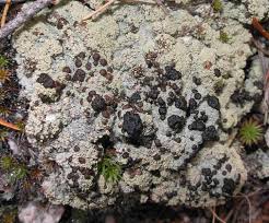 Attēlu rezultāti vaicājumam “Trapeliopsis granulosa”