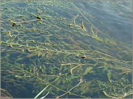 Attēlu rezultāti vaicājumam “Potamogeton lucens”