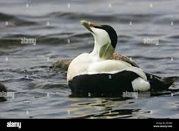 Attēlu rezultāti vaicājumam “Somateria mollissima male”