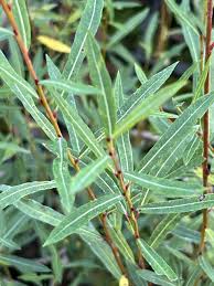 Attēlu rezultāti vaicājumam “Salix purpurea leaf”