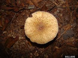 Attēlu rezultāti vaicājumam “Amanita rubescens”