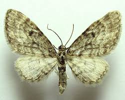 Attēlu rezultāti vaicājumam “Eupithecia tantillaria”