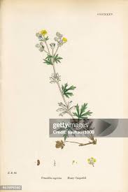 Image result for Potentilla argentea