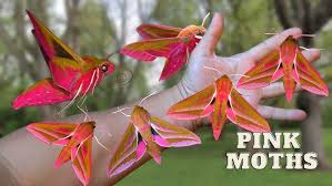 Attēlu rezultāti vaicājumam “Deilephila elpenor”