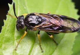 Attēlu rezultāti vaicājumam “Arge ustulata”