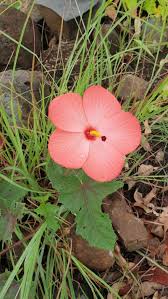 Image result for Abelmoschus moschatus