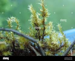 Attēlu rezultāti vaicājumam “Campylium stellatum”