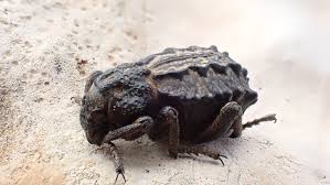 Image result for Brachycerus undatus