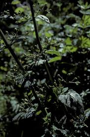 Attēlu rezultāti vaicājumam “Buxbaumia aphylla”