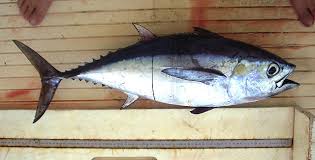Image result for Thunnus atlanticus