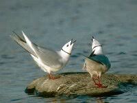 Image result for Rhodostethia rosea