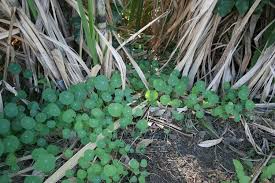 Attēlu rezultāti vaicājumam “Tropaeolum majus bud”