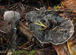 Attēlu rezultāti vaicājumam “Phellodon tomentosus”