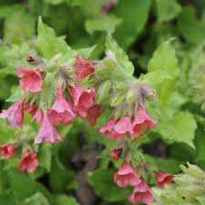 Image result for Lungenkraut