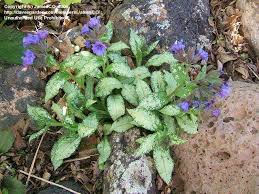 Image result for Pulmonaria Silverado