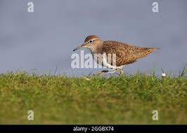 Attēlu rezultāti vaicājumam “Actitis hypoleucos adult”