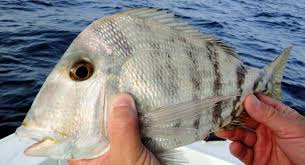 Image result for Calamus nodosus